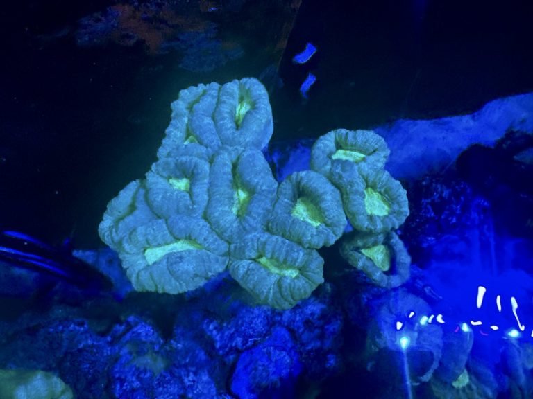 CoralBay UK - AquaCam 807299AE