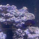 CoralBay UK - Beauty
