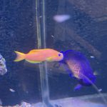CoralBay UK - Blenny