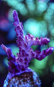 Various sps corals cheap postage. frag