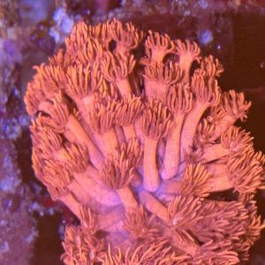 Red goniopora coral