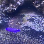 CoralBay UK - Orchid