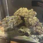 CoralBay UK - Rock 1 1