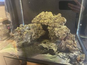 CoralBay UK - Rock 1