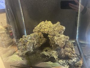 CoralBay UK - Rock 3