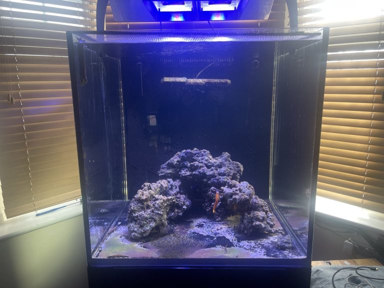 CoralBay UK - Rock 4