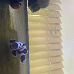 CoralBay UK - clown
