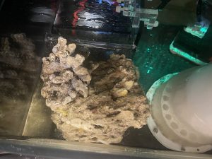 CoralBay UK - rock 2