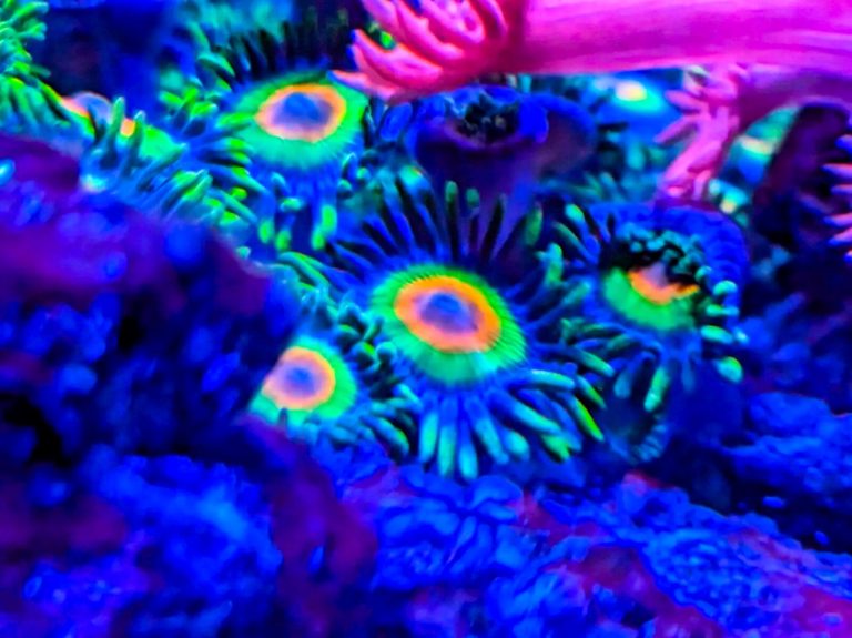 Rasta zoa 3 heads coral frag