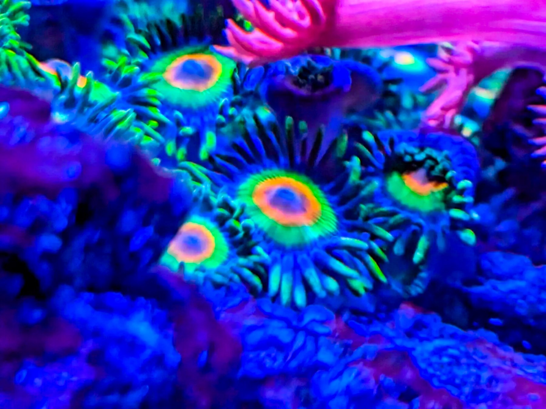 CoralBay UK - 1000039822