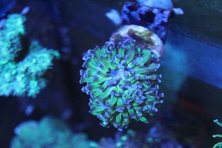 Reverse hammer 1head coral frag