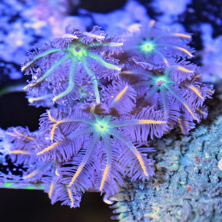 CoralBay UK - 1000039829