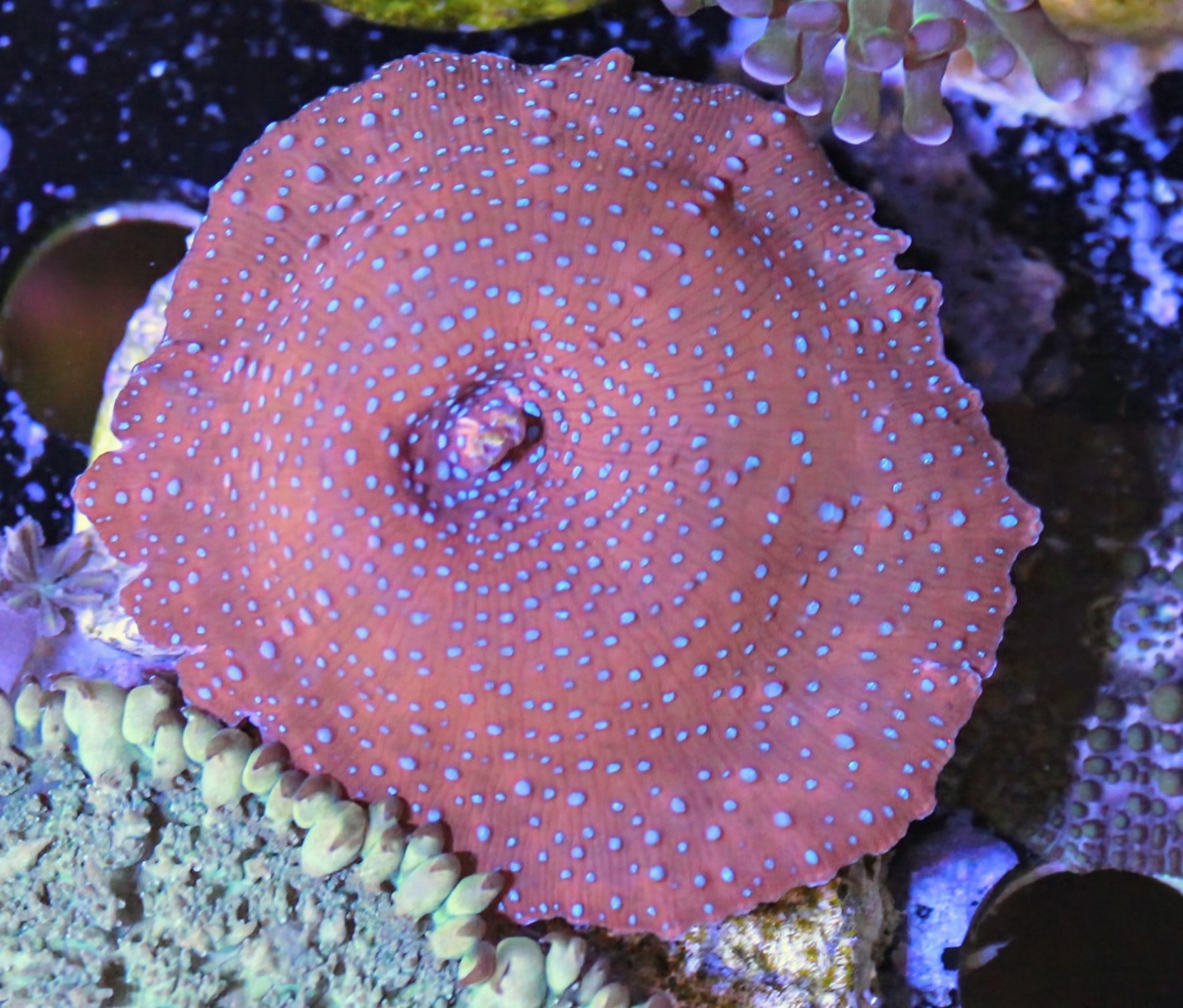 CoralBay UK - 1000039830