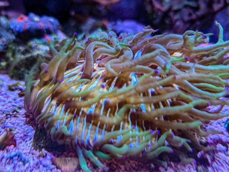 Rainbow fungia /plate coral frag