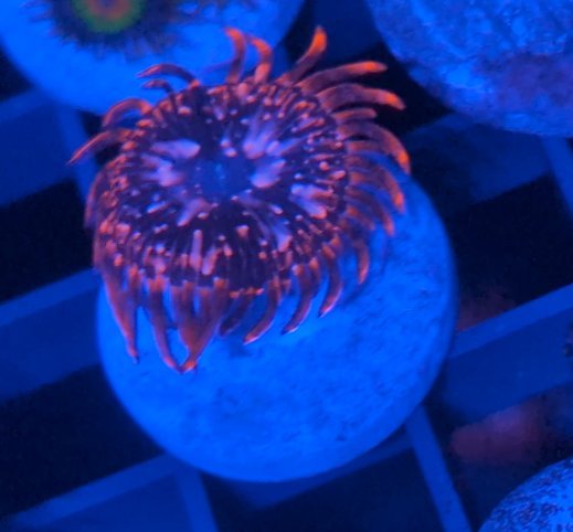 Utter chaos zoa 1 head coral frag