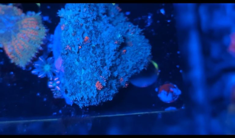 Teal skittles mushrooms coral frag