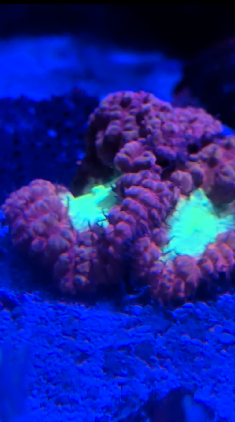 Blasto 3 heads coral frag