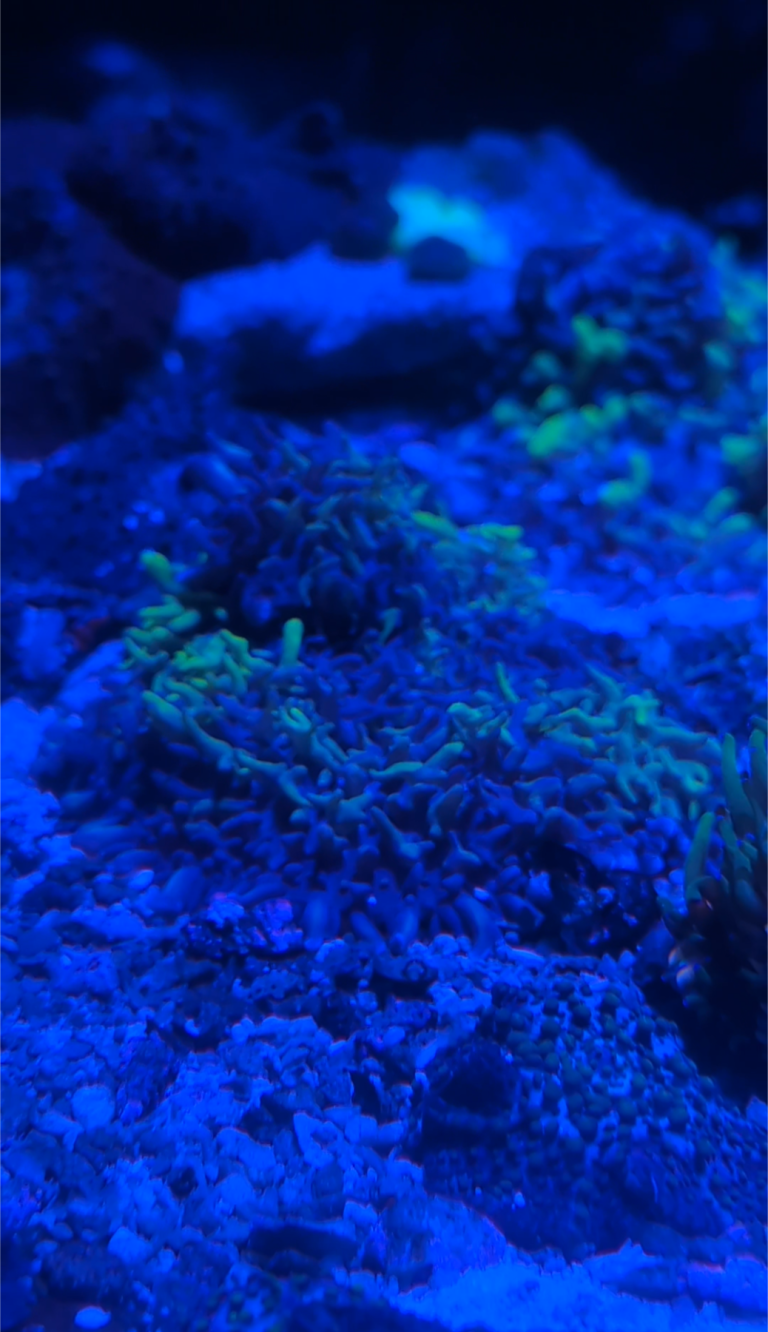 Magic carpet mushrooms coral frag