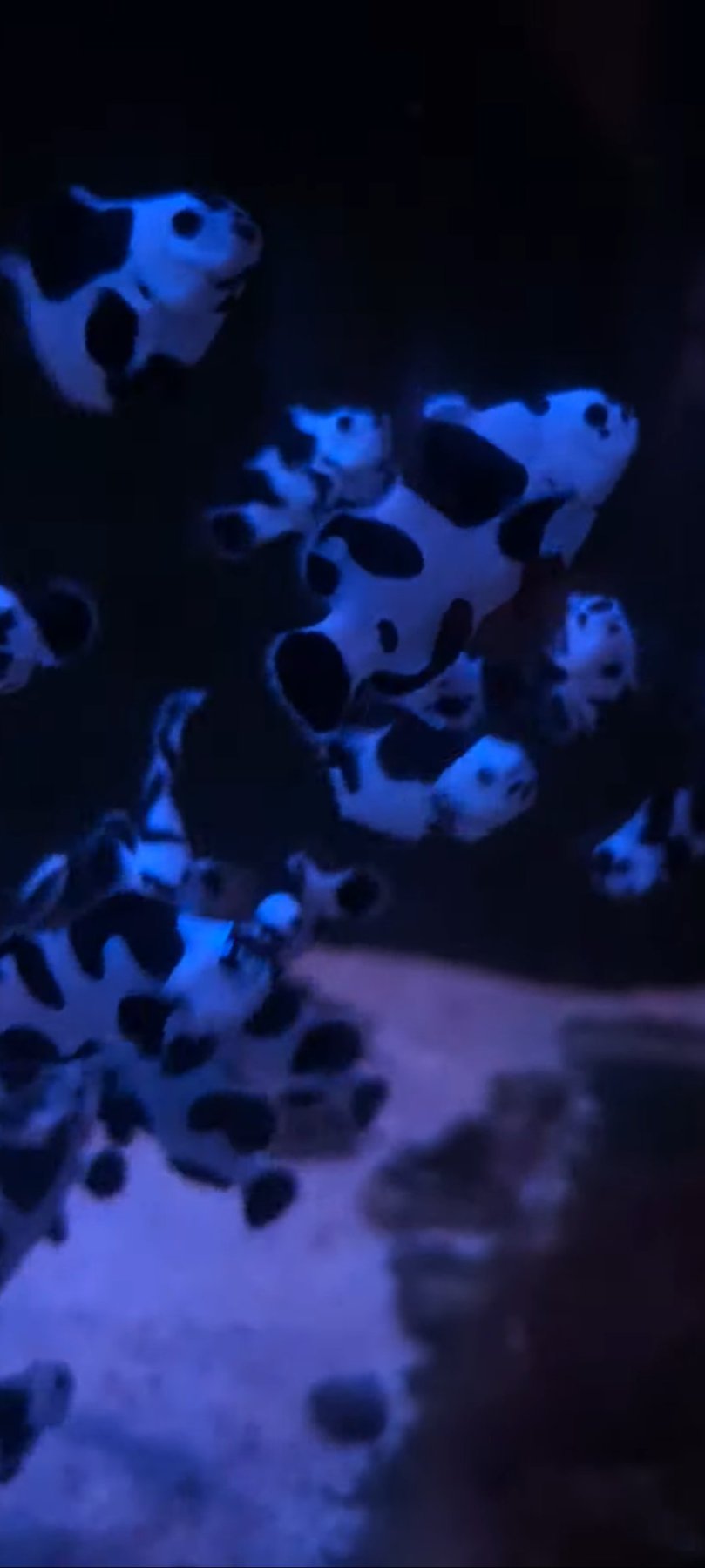CoralBay UK - 1000080719 1