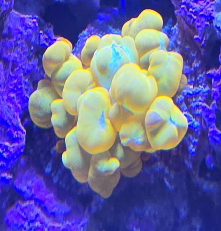 CoralBay UK - 19066