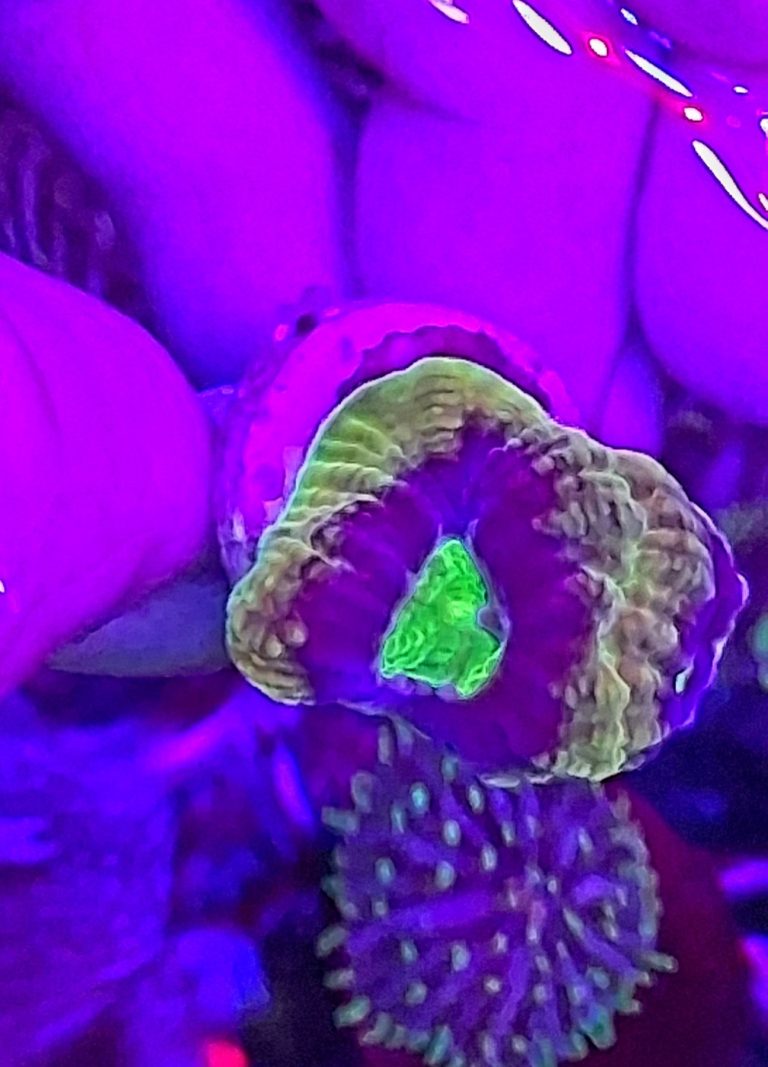 CoralBay UK - 20261001 165345
