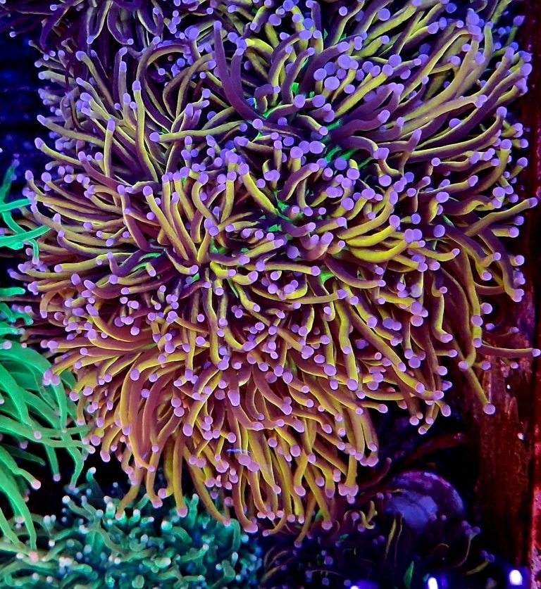 CoralBay UK - 20352