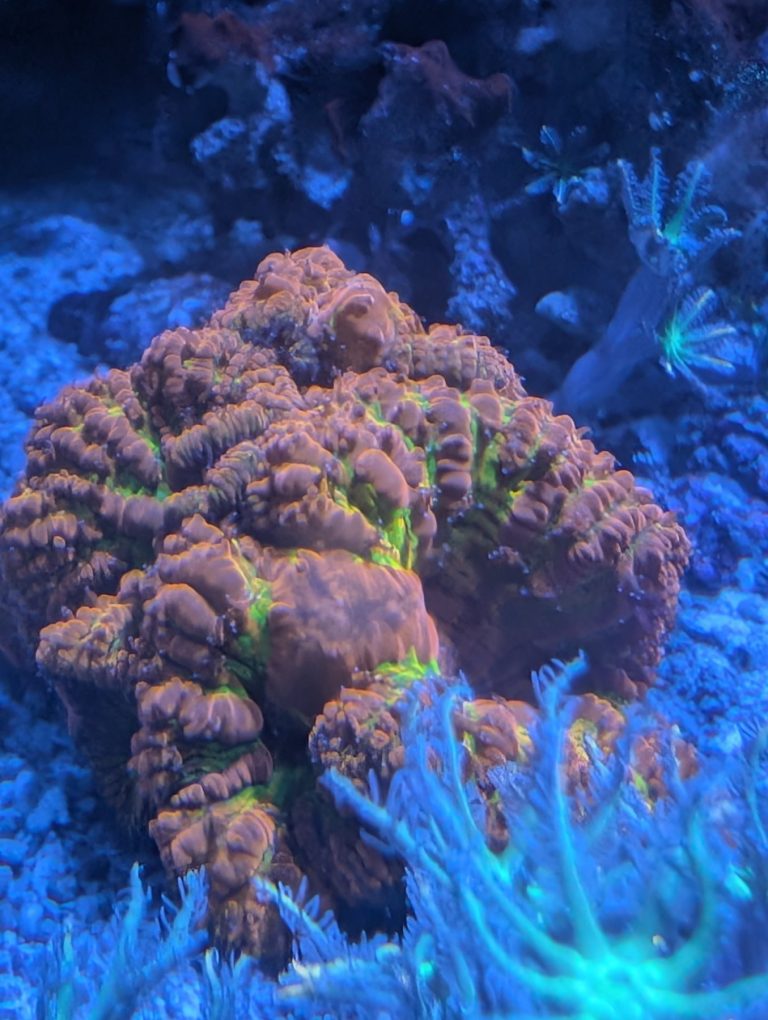 Blastomusa master grade ( est 8 heads) coral frag