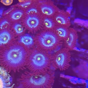 CoralBay UK - Frozen nebula zoanthid coral