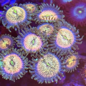 CoralBay UK - Hawaiian poeple eater zoanthid coral