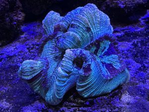Extra-large turquoise Trachyphyllia