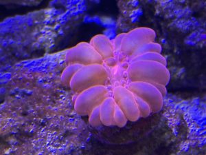Corals frag