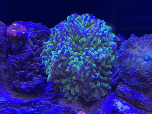 Extra-Large Reverse Hologram Hammer – A stunning, extra-large centrepiece coral with