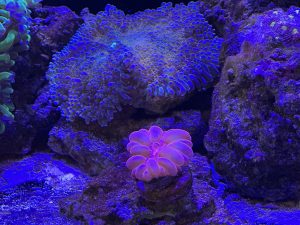 Rainbow ultra Grade A Ricordea Yuma – A beautiful, large, hand-sized mushroom coral wh