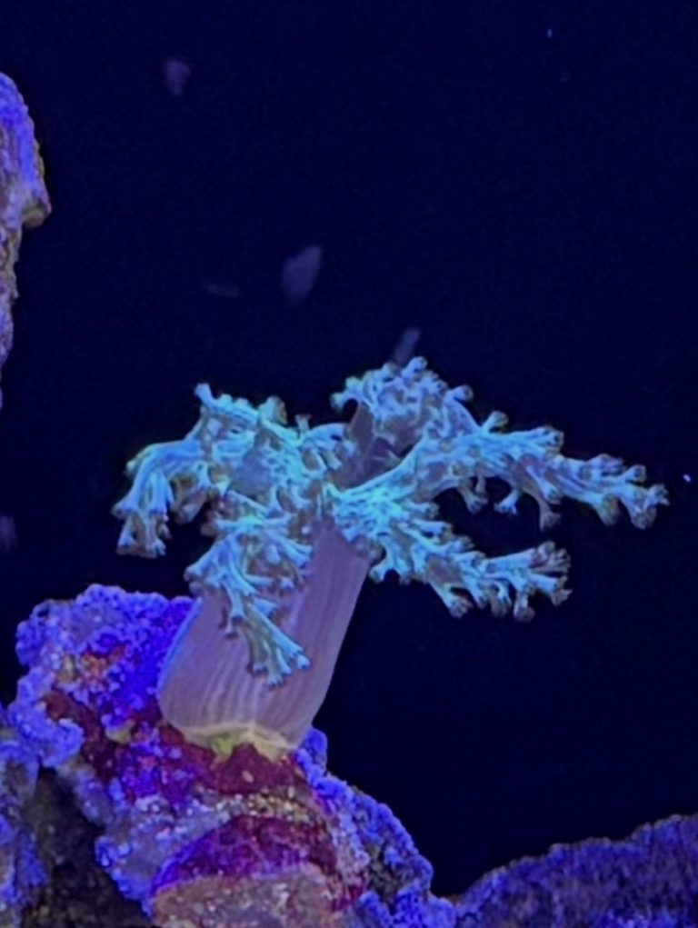 Toxic Green Kenya Tree coral frag