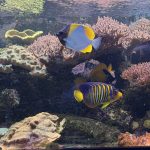 Yellow Pyramid Butterfly fish (fully quarantined and reef safe)
