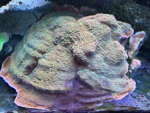 Tropic Thunder Montipora coral frag