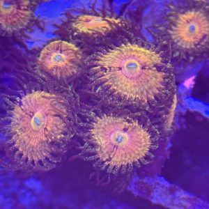 CoralBay UK - Pink hallucination zoa1