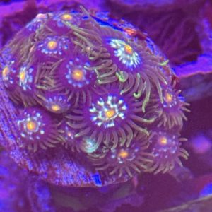 CoralBay UK - daily cutter zoa