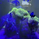 CoralBay UK - tempImage3tFP4N