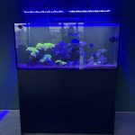 CoralBay UK - tempImageBmmg8H