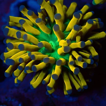 WYSIWYG Cristata Torch