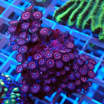 Pink with white mouth Zoa Colony