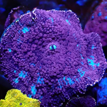Purple Monster Australian Mushroom
