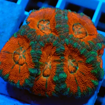 Orange and Blue Acan Lord colony