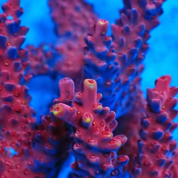 SHA Red Devil acropora