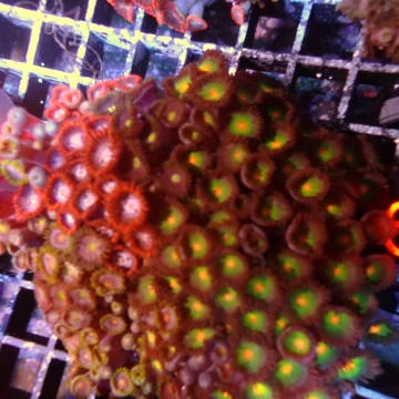 Zoa Gardens 67