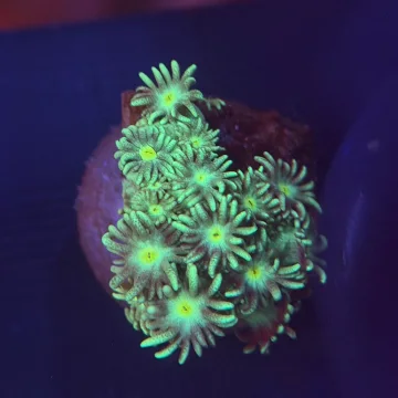 Yellow Green Goniopora