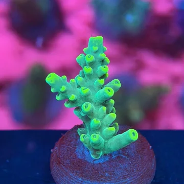 Yellow Tip Acropora