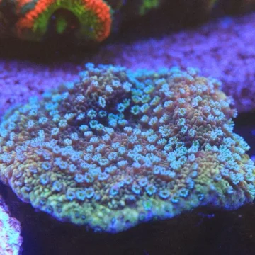 ReefersC