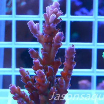 Acropora, Miyagi Tort(LARGE FRAG) Frag C